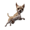 Teacup Chi-Pup