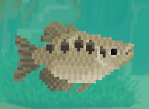 Archerfish