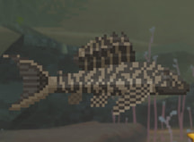 Armored Catfish