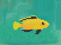 Banana Cichlid