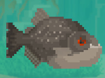 Black Piranha