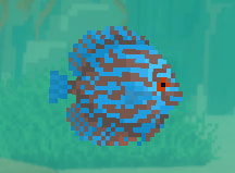 Blue Discus