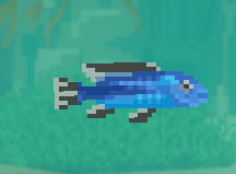 Blue-Gray Mbuna