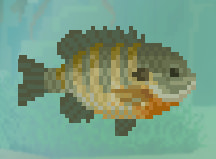 Bluegill