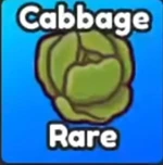 Cabbage
