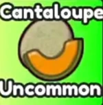 Cantaloupe