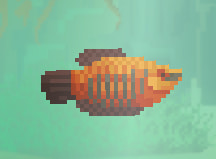Chocolate Gourami
