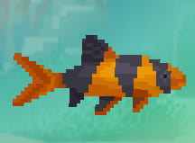 Clown Loach