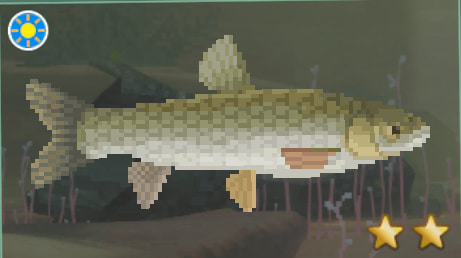 Grass Carp