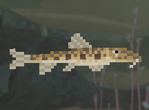 Horseface Loach