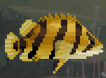 Indonesian Tiger Perch