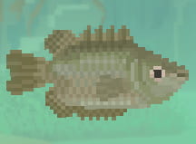 Kissing Gourami