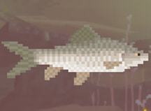 Mud Carp