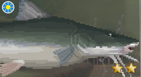 Piraiba Catfish