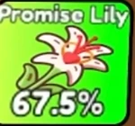 Promise Lily