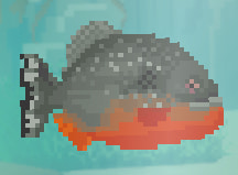 Red-Bellied Piranha