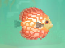 Red Discus