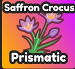 Saffron Crocus