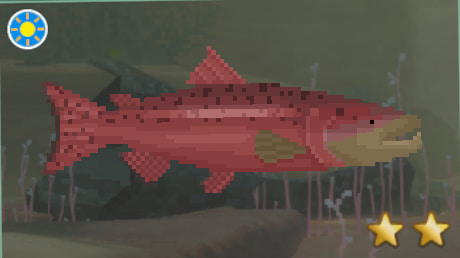 Sockeye Salmon