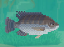 Tilapia