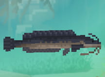 Walking Catfish