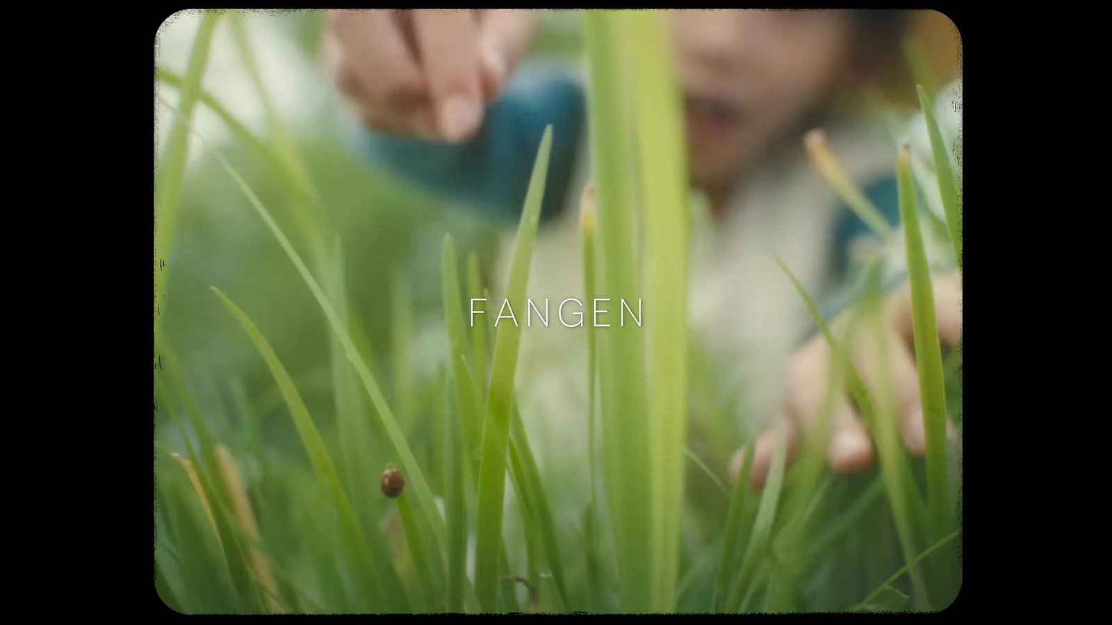A hand reaches through sunlit grass toward a tiny creature during a daytime capture.