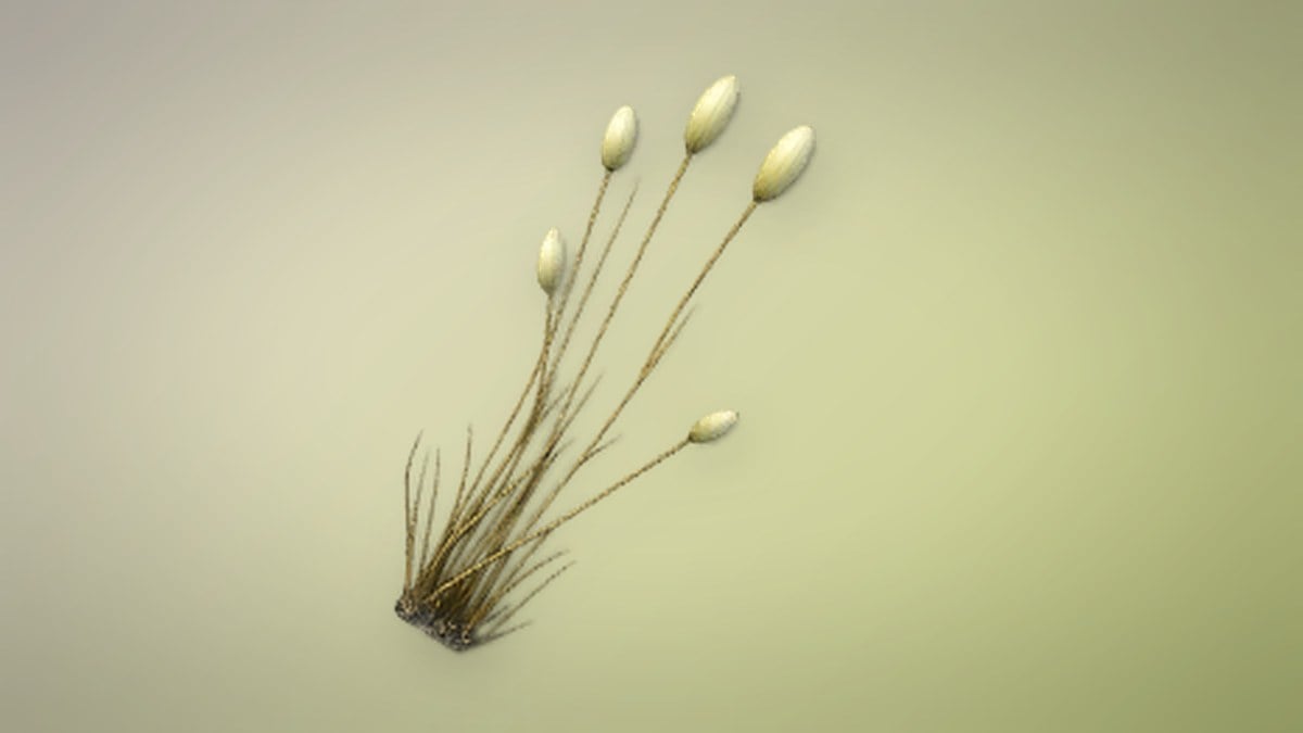 Flufftail Grass