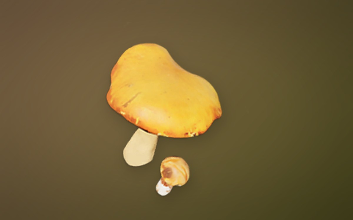 Orange Cap