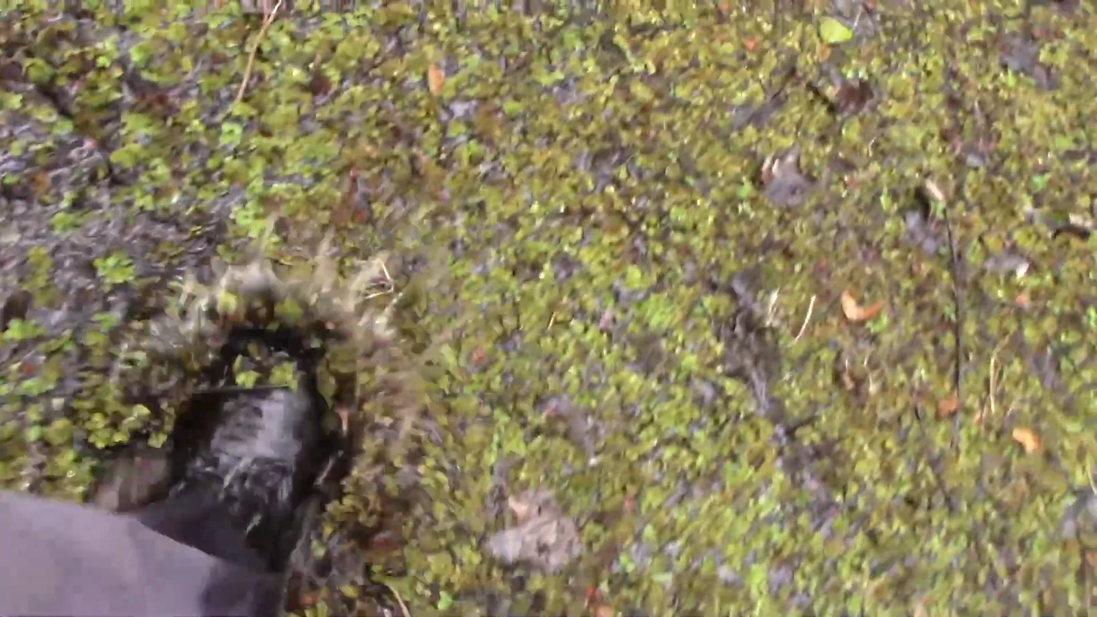 Trudging through the swamp