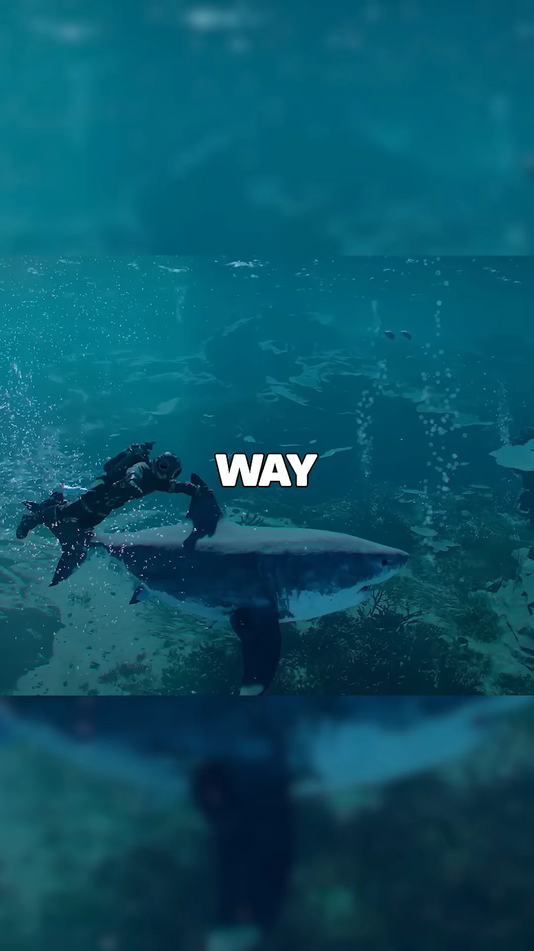 Shark traversal