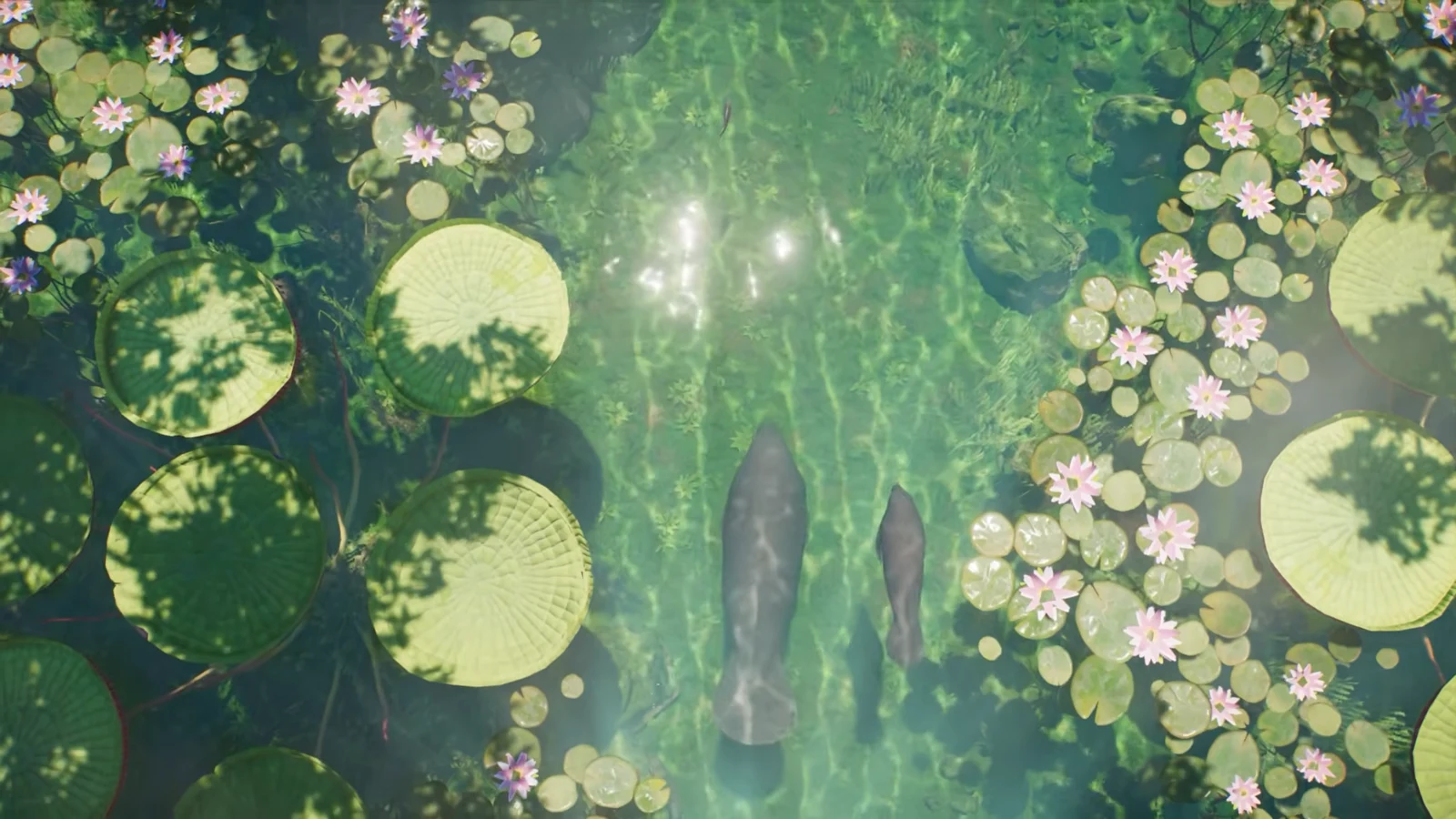 Two adult manatees rolling and spinning together near aquatic plants