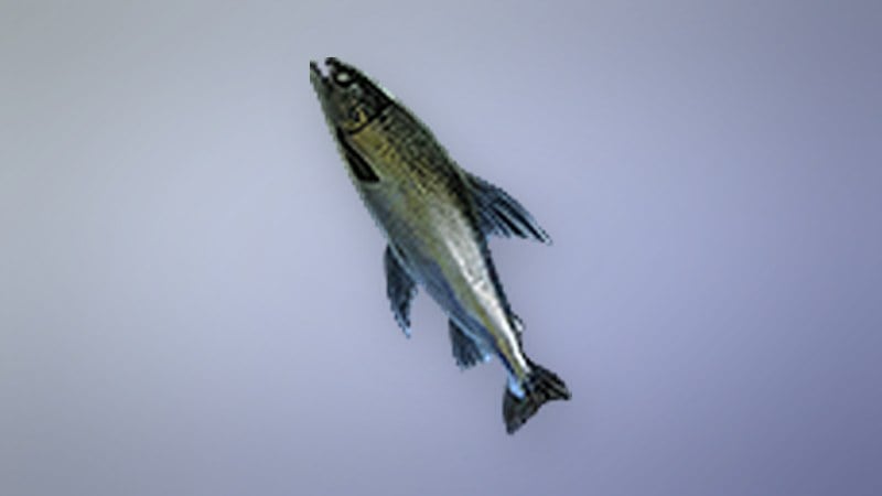 Aged Norgan Salmon in Dragon's Dogma 2