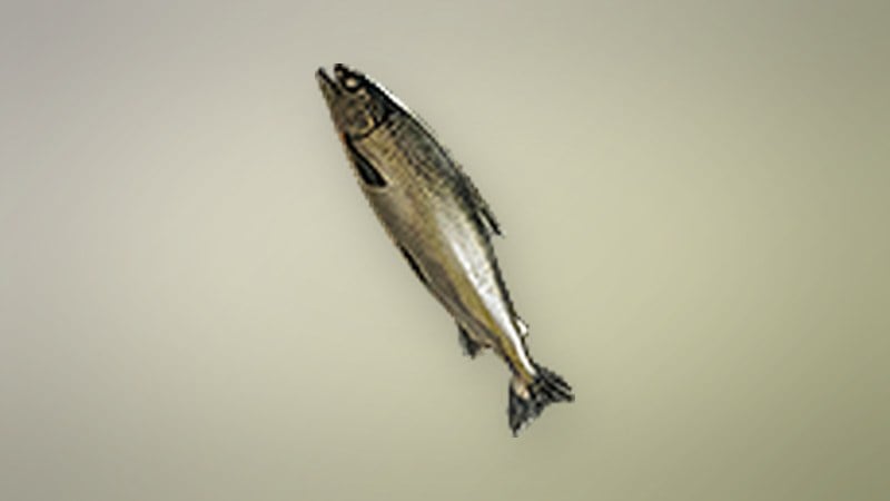 Aged Shorefish in Dragon's Dogma 2