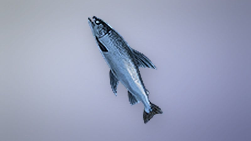 Norgan Salmon in Dragon's Dogma 2