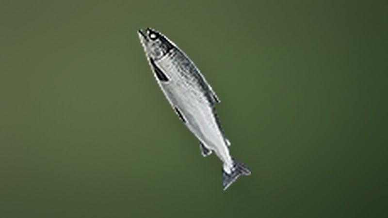 Shorefish in Dragon's Dogma 2