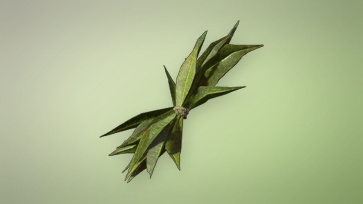Algae