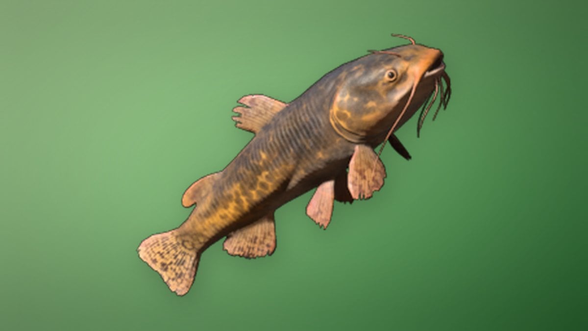 Whiskerfin