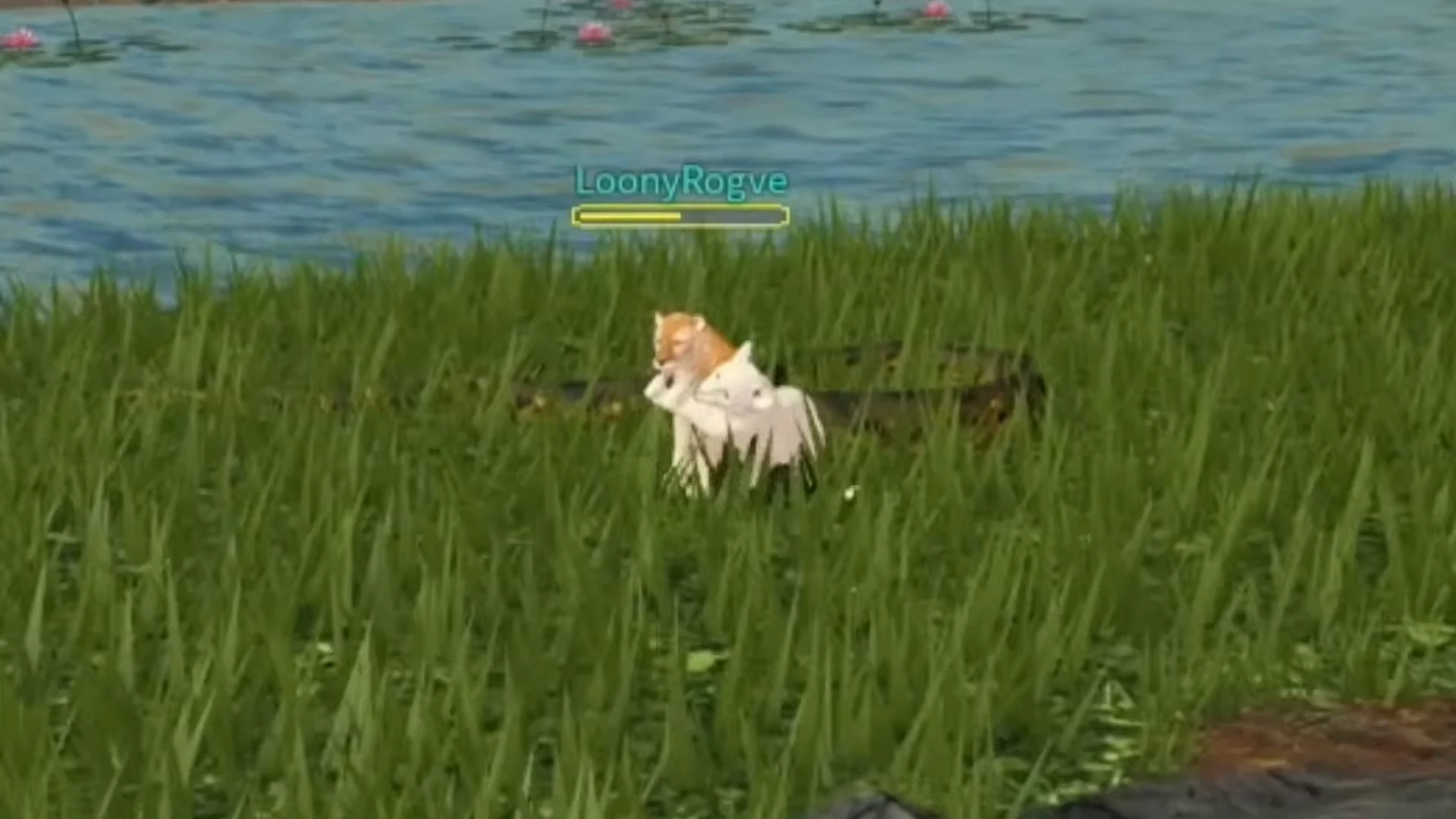Attacking Felines & Elephant Encounter