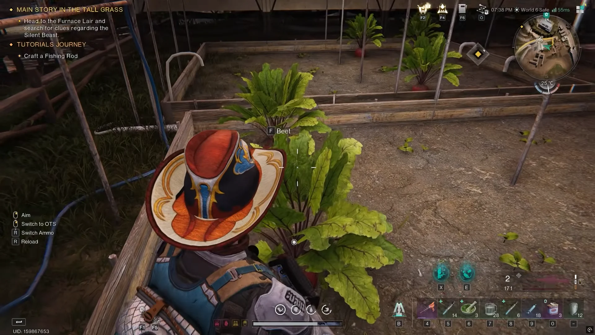 Harvesting greenhouse Beets