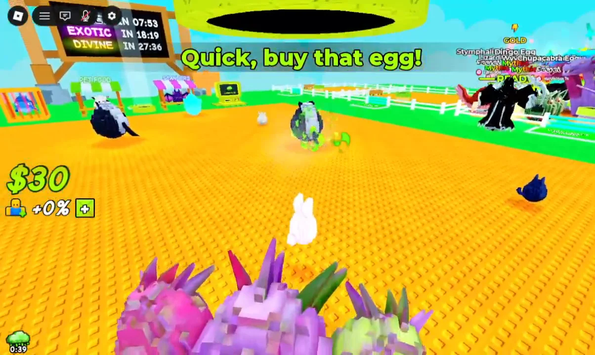 Buying a starter egg