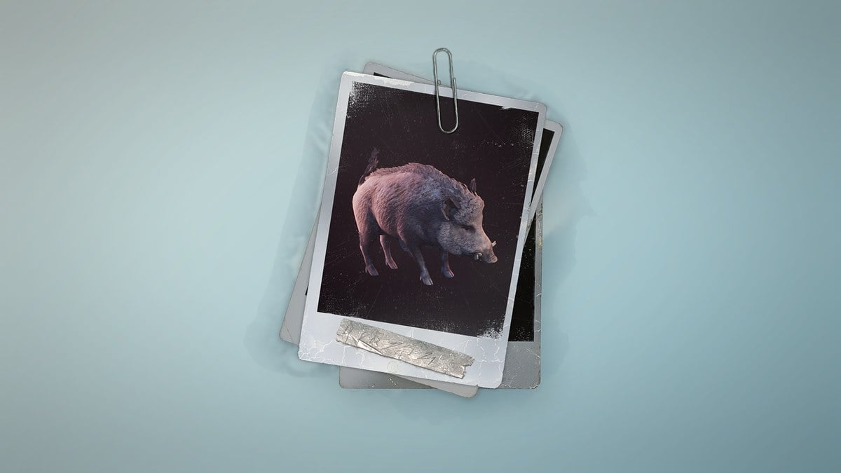 Boar in Permafrost