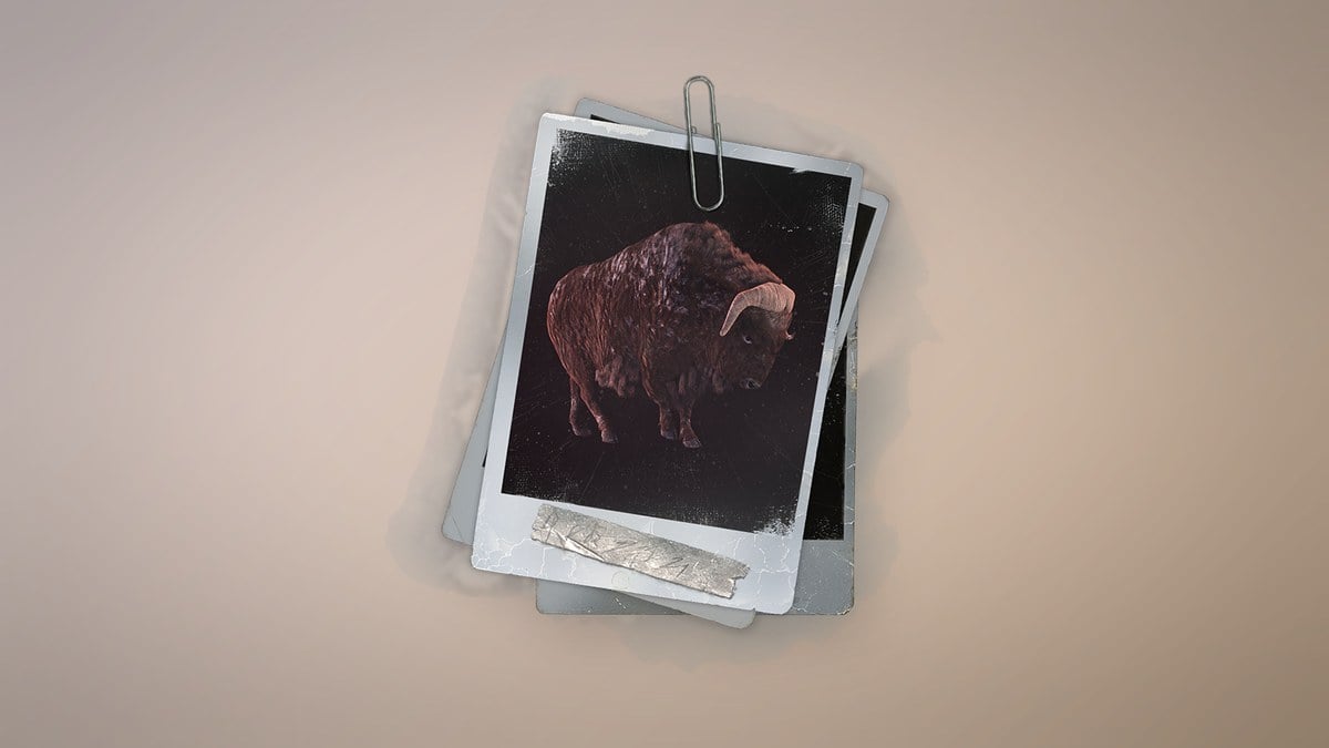 Muskox in Permafrost