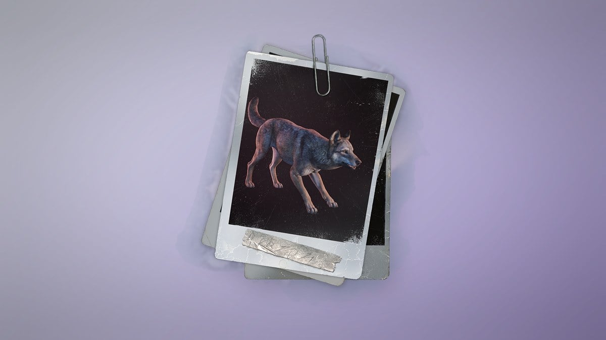 Wolf