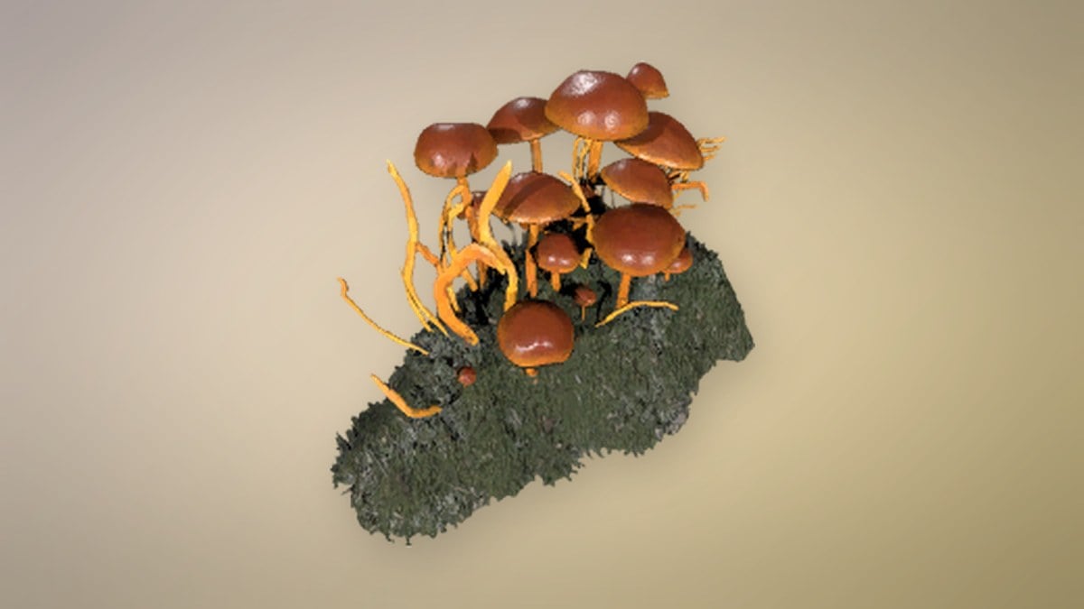 Mushrooms in Permafrost