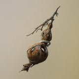 Calming Gourd icon