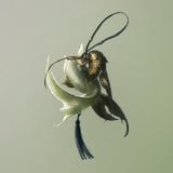 Twin Fish Pendant icon