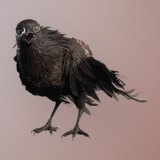 Crow