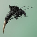 Black Serpent Fang