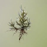 Blemish Goldweed