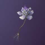 Violet Blossom